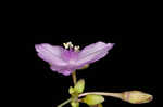 Florida scrub roseling